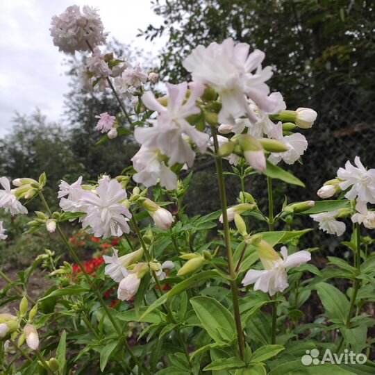 Мыльнянка лекарственная