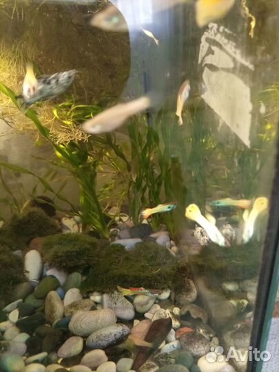 Продам неоновых гупешек