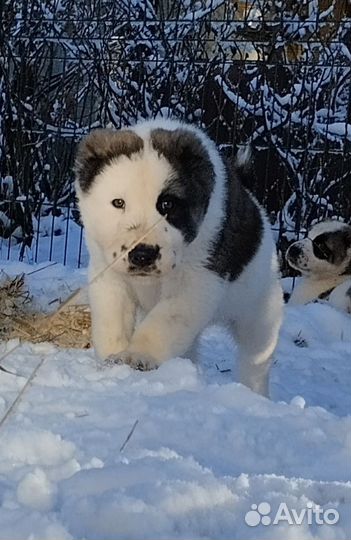 Среднеазиатская овчарка, щенки Алабая