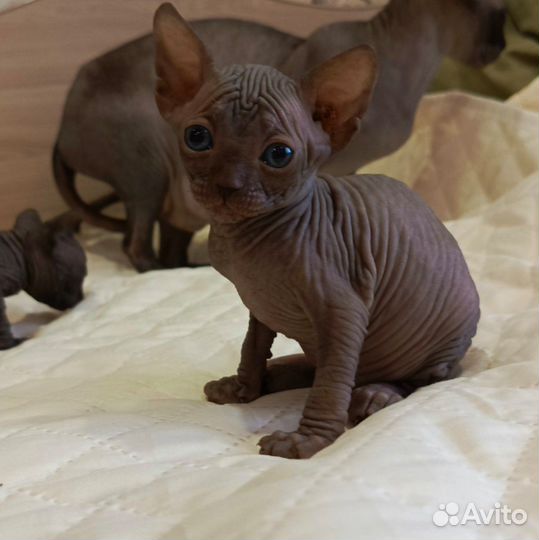 Канадский сфинкс