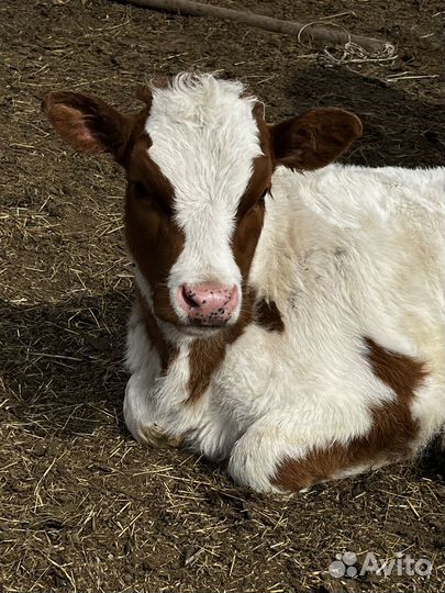 Коровы и телки