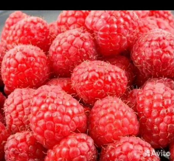 Малина саженцы