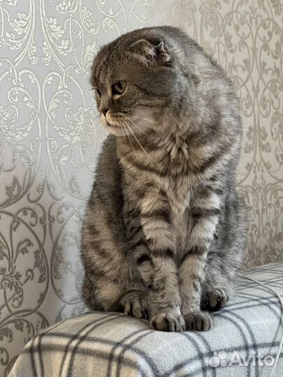 Кошка в добрые руки