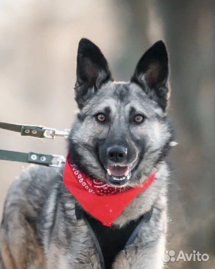 Собака волчонок Реми в дар
