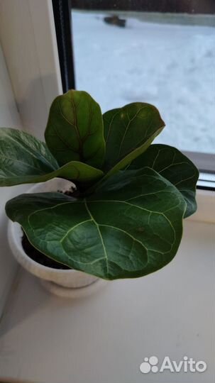 Фикус лирата бамбино