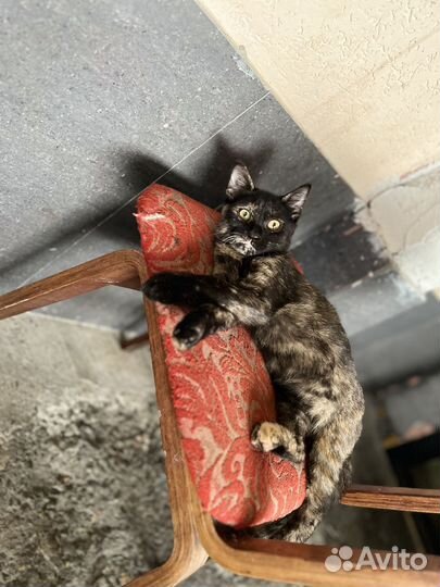 Отдам котенка в добрые руки