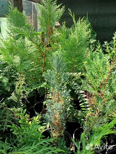 Можевельники и туи