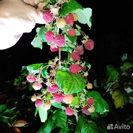 Саженцы ремонтантной малины Полька