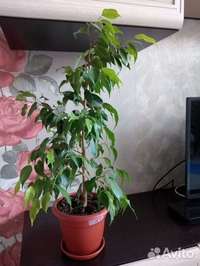 Комнатные растения