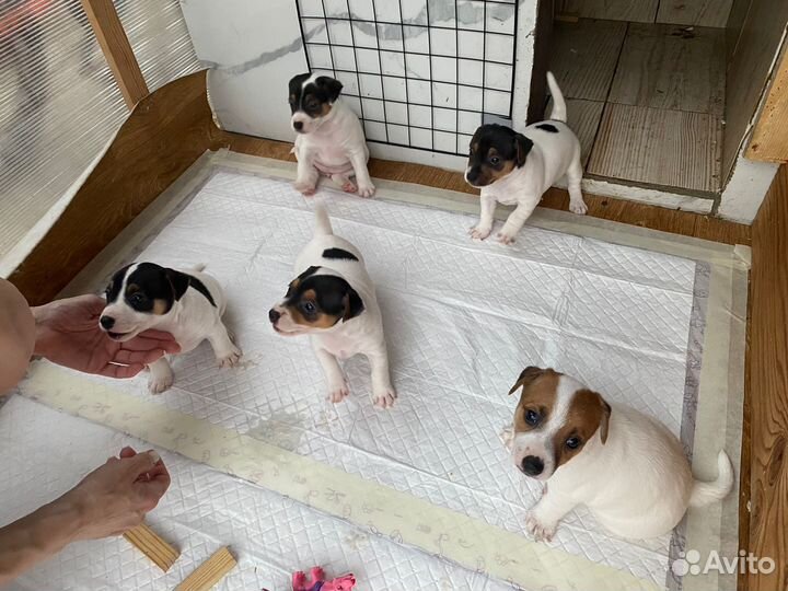 Щенки Джек Рассел