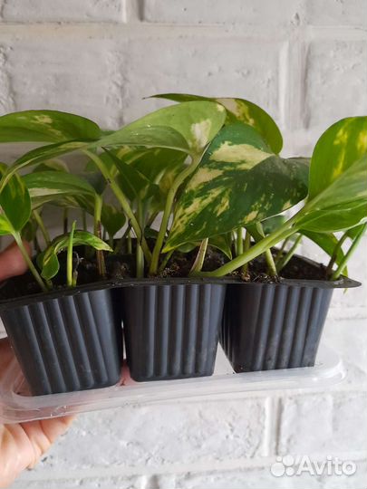 Сциндапсус