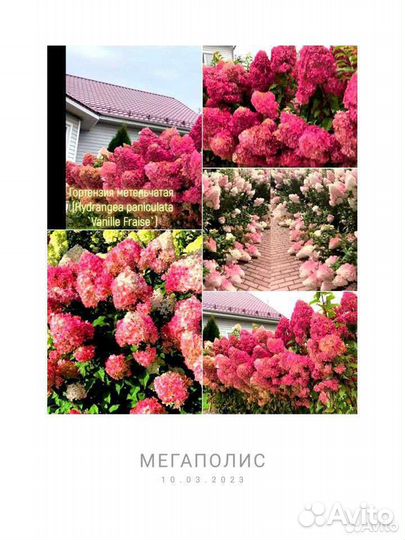 Гортензии метельчатые