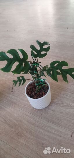 Монстера минима рафидофора тетрасперма