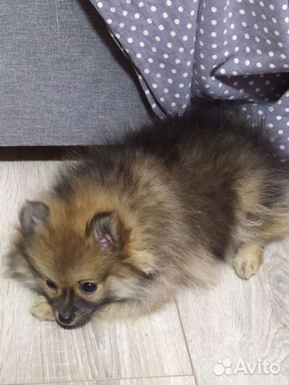 Померанский шпиц мини девочка