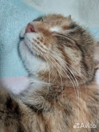 Кошка в дар