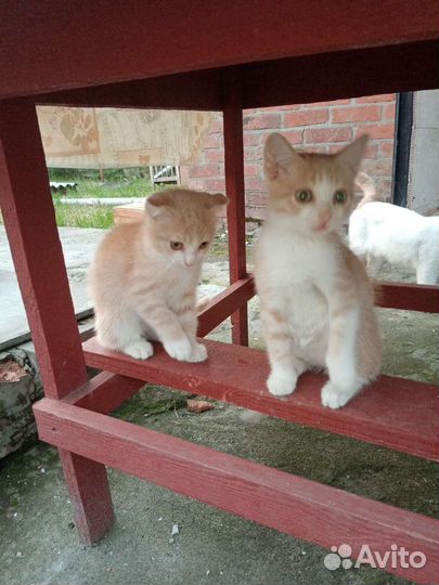 Кошка в дар бесплатно