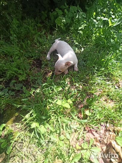 Щенки дворняжки