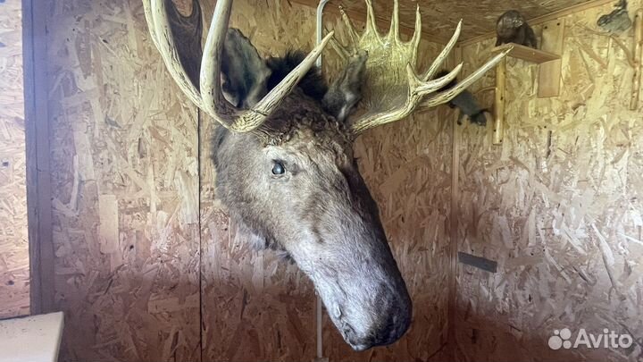 Чучело головы лося