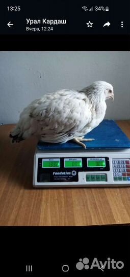Курочки молодки разные
