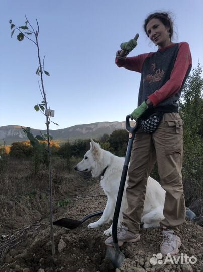 Руководитель проектов по озеленению (ог, зг)