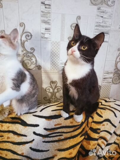 Котик в добрые руки