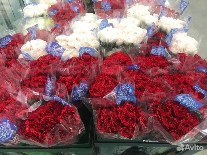 Гвоздики цветы живые