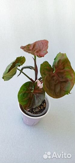 Цветы комнатные