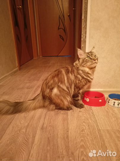 Кошка в дар бесплатно