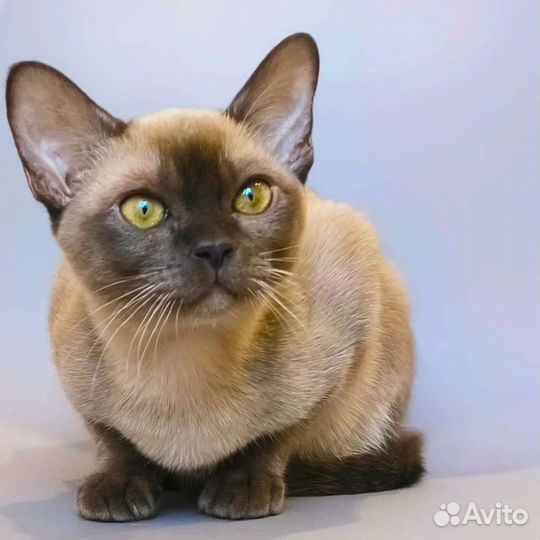 Котята Европейская Бурма