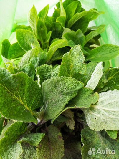 Многолетние цветы на дачу