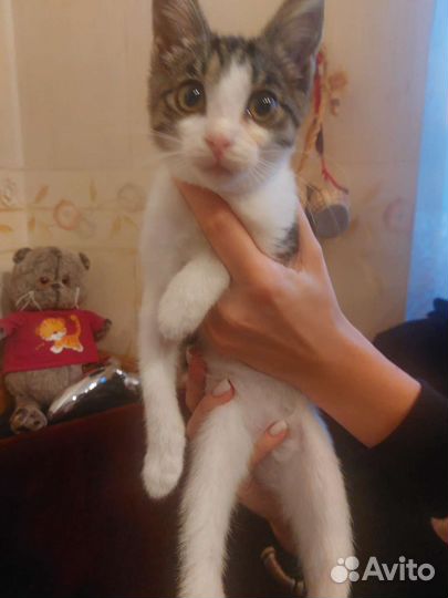 Кошка в дар бесплатно