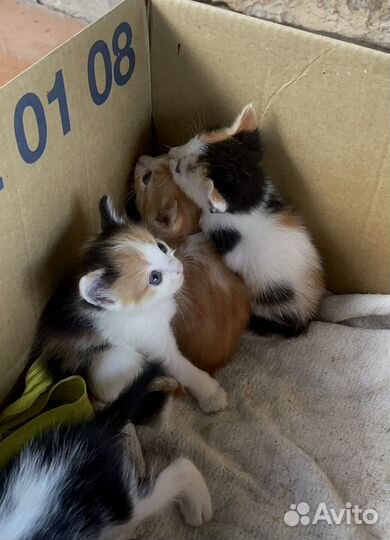 Котята в добрые руки