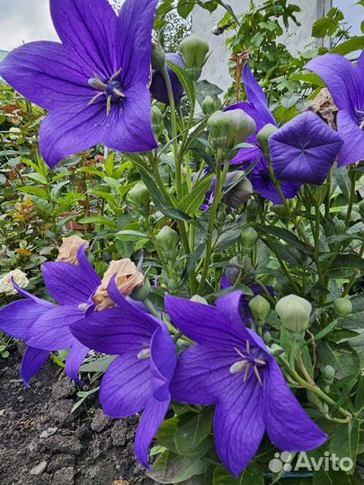 Плактодоний