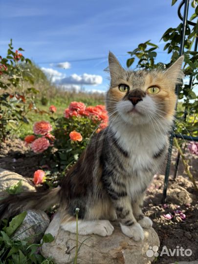 Кошечка ищет дом