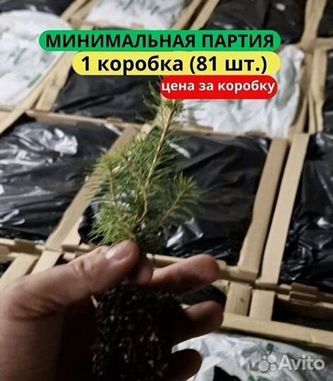 Сеянцы ели зкс