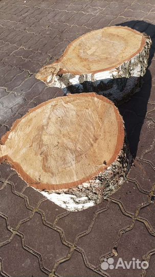 Пень березовый