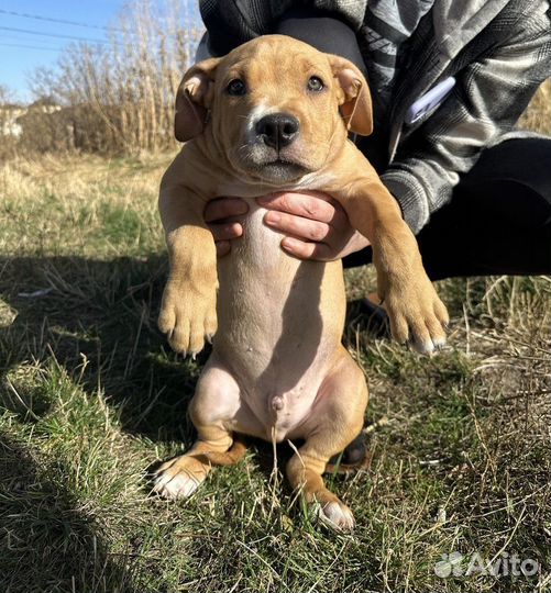 Продаются щенки