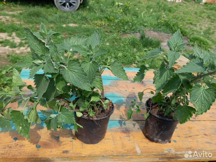 Эстрагон (тархун), мята, хрен