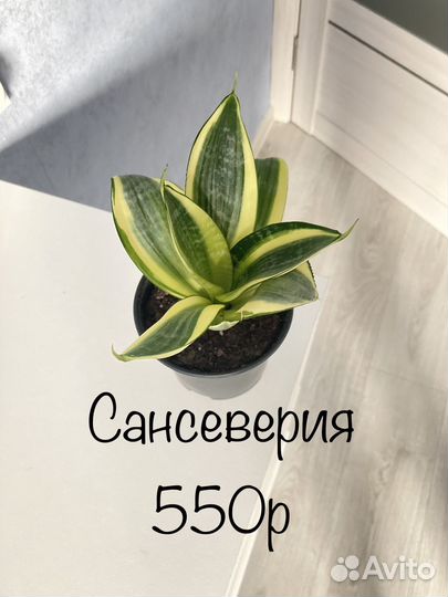 Сансевиерия аглаонема каладиум диффенбахия