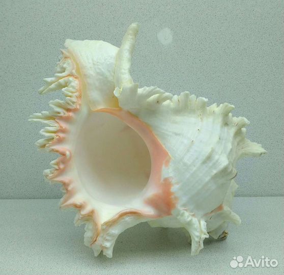 Мурекс ветвистый 26,3 - морская ракушка раковина
