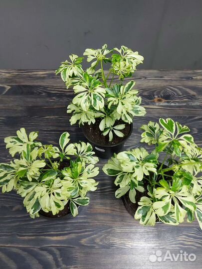 Шеффлера Жанин