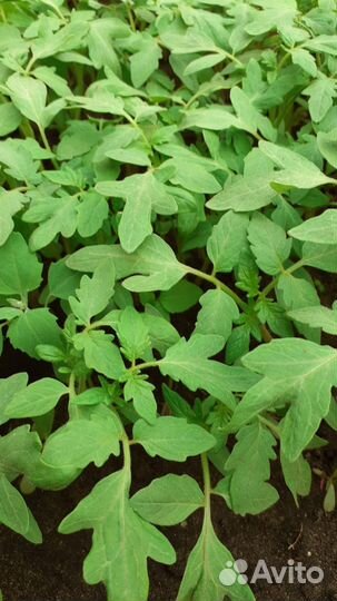 Рассада помидор