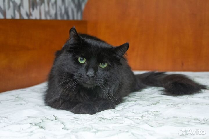 Кот Семён - черный, пушистый, ласковый