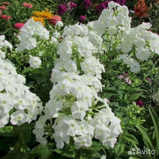 Флоксы Белый Адмирал