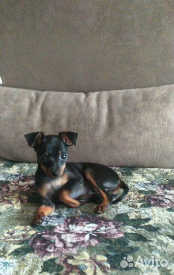 Русский той-терьер мини