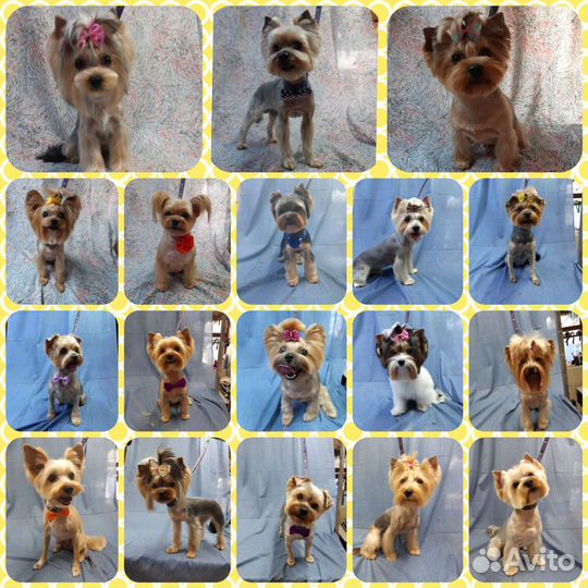 Уход за Вашими питомцами (стрижка, груминг)