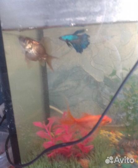 Аквариумные рыбки
