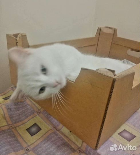 Молодой котик ищет любящие ручки