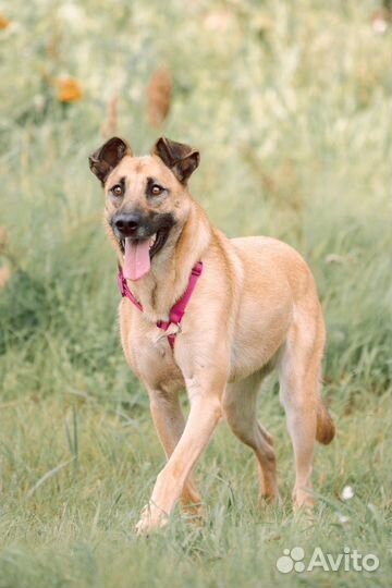 Добрая собака мечтает о доме в приюте