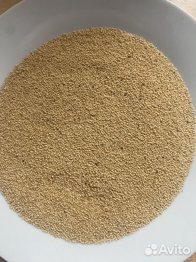 Семена амаранта сорт 